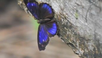 Purplewing? (Eunica)