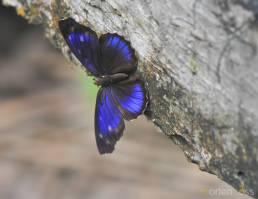 Sandbar Purplewing (Eunica concordia)
