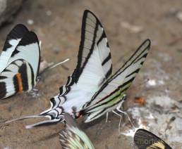 Napo Wildlife Center Lepidoptera 09