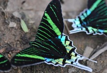 Napo Wildlife Center Lepidoptera 11