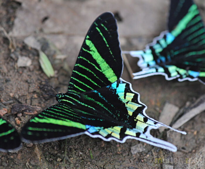 Napo Wildlife Center Lepidoptera 11