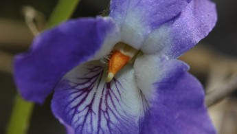 Bakkefiol (Viola collina)