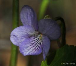 Krattfiol (Viola mirabilis)