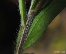 Skogforglemmegei (Myosotis sylvatica)