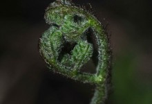 Einstape (Pteridium aquilinum)