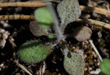 Vårskrinneblom (Arabidopsis thaliana)