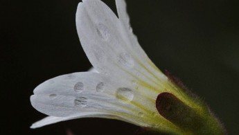 Nyresildre (Saxifraga granulata)