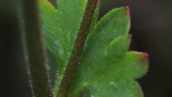 Nyresildre (Saxifraga granulata)