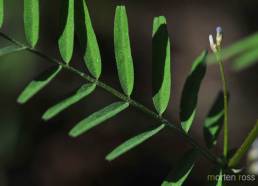 Tofrøvikke (Vicia hirsuta)