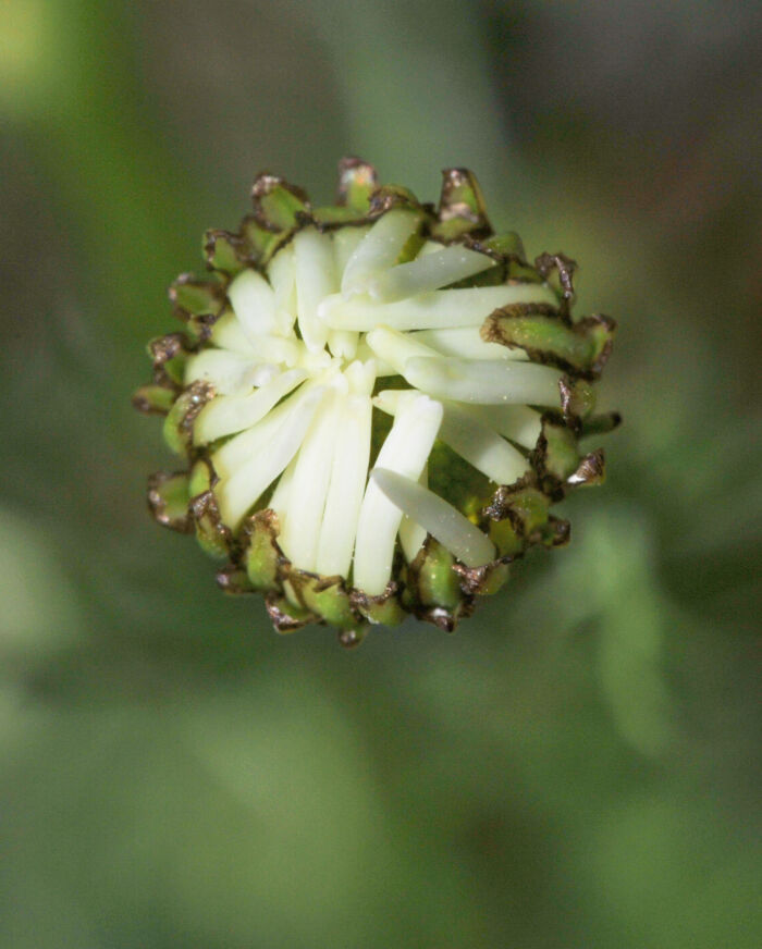 Balderbrå (Tripleurospermum inodorum)