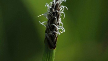 Sumpsivaks (Eleocharis palustris)