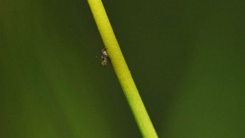 Engtjæreblom (Viscaria vulgaris)