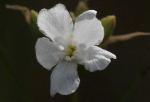 Engtjæreblom (Viscaria vulgaris)