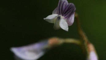 Firfrøvikke (Vicia tetrasperma)