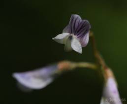 Firfrøvikke (Vicia tetrasperma)