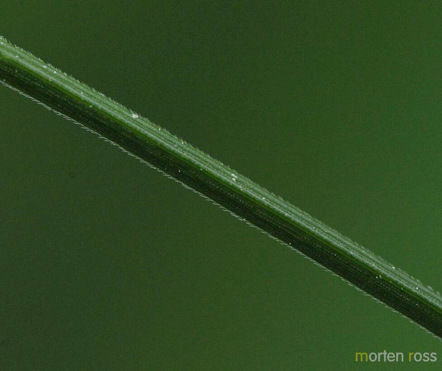 Langstarr (Carex elongata)