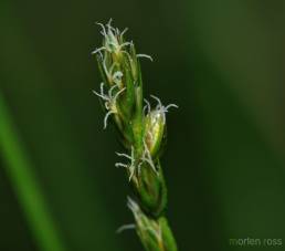 Langstarr (Carex elongata)