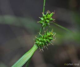 Grønnstarr (Carex demissa)