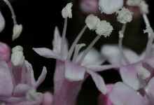 Vendelrot (Valeriana sambucifolia)