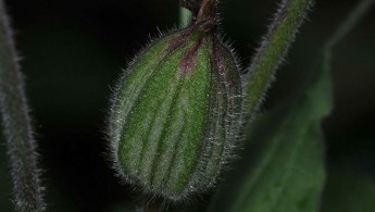 Rød jonsokblom (Silene dioica), spp. alba
