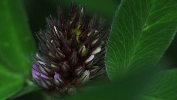Skogkløver (Trifolium medium)