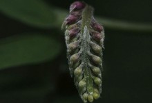 Fuglevikke (Vicia cracca)