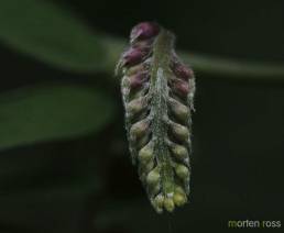 Fuglevikke (Vicia cracca)