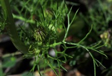 Balderbrå (Tripleurospermum inodorum)
