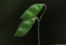 Tofrøvikke (Vicia hirsuta)