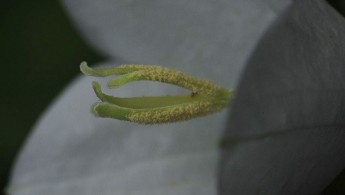 Fagerklokke (Campanula persicifolia)
