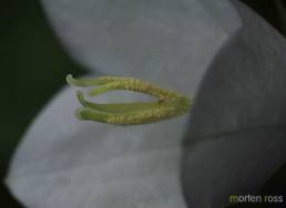 Fagerklokke (Campanula persicifolia)