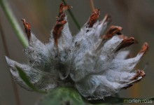 Rundskolm (Anthyllis vulneraria)