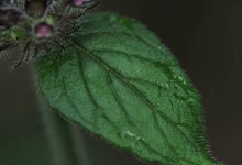 Kransmynte (Clinopodium vulgare)