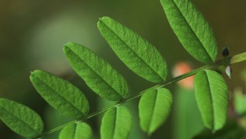 Gjerdevikke (Vicia sepium)