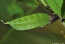 Gjerdevikke (Vicia sepium)