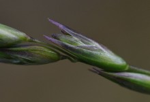 Knegras (Danthonia decumbens)