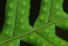 Sisselrot (Polypodium vulgare)