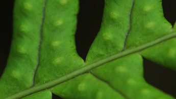 Sisselrot (Polypodium vulgare)