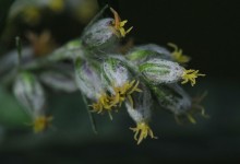 Burot (Artemisia vulgaris)