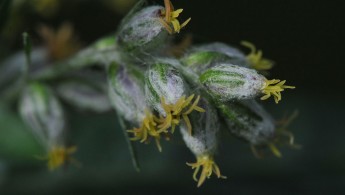 Burot (Artemisia vulgaris)
