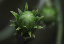 Skjermsveve (Hieracium umbellatum)