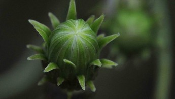 Skjermsveve (Hieracium umbellatum)