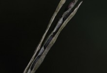 Løkurt (Alliaria petiolata)