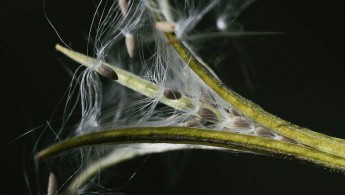 Krattmjølke (Epilobium montanum)