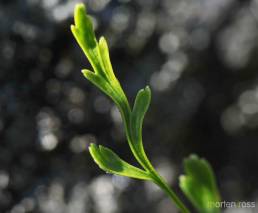 Svartola (Asplenium x alternifolium)