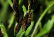 Svartola (Asplenium x alternifolium)