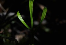 Olavsskjegg (Asplenium septentrionale)