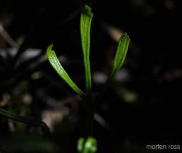 Olavsskjegg (Asplenium septentrionale)