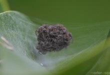 Lyngrovedderkopp (Pisaura mirabilis)