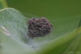 Lyngrovedderkopp (Pisaura mirabilis)
